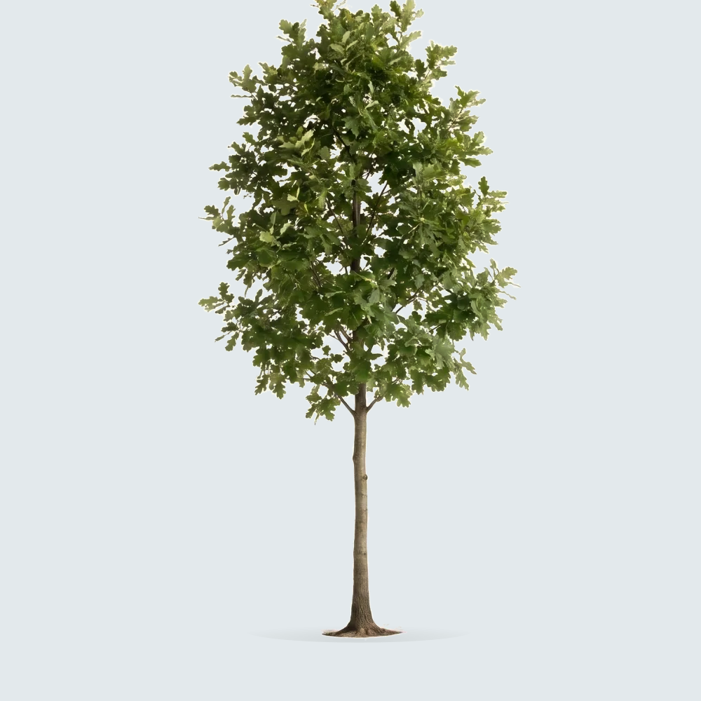 Tree #00524