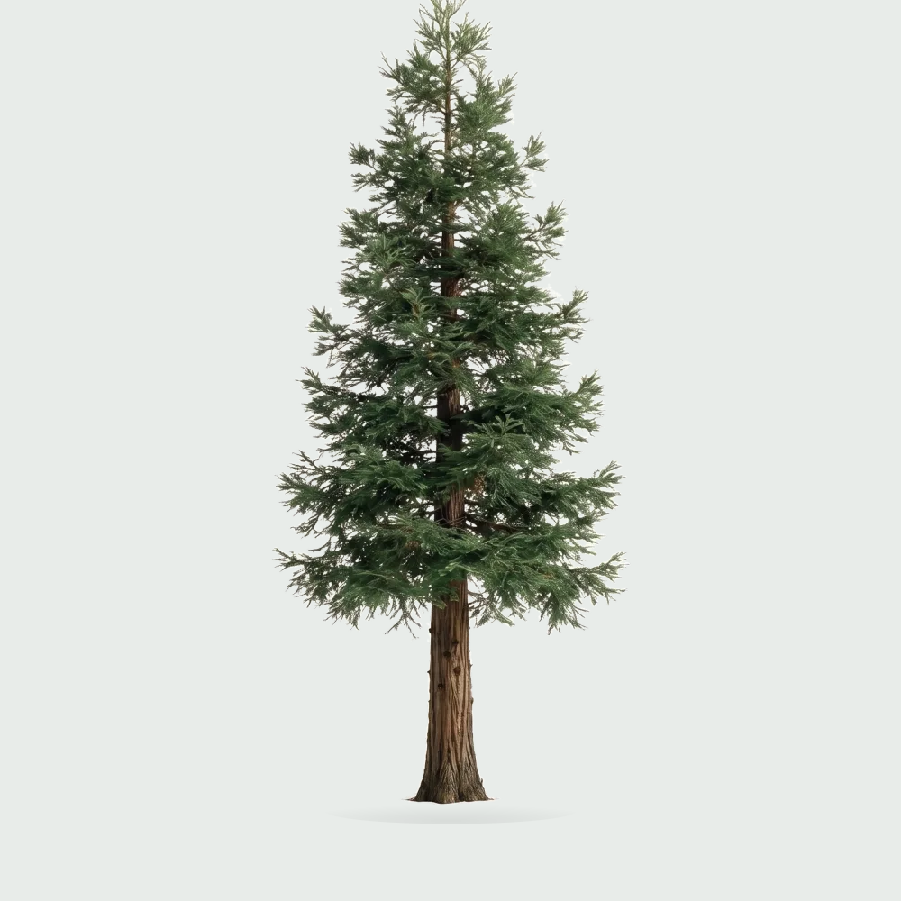 Tree #00530