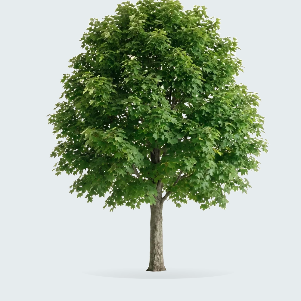 Tree #00054 — Maple