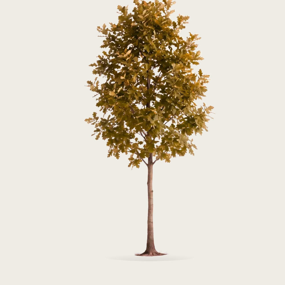 Tree #00532
