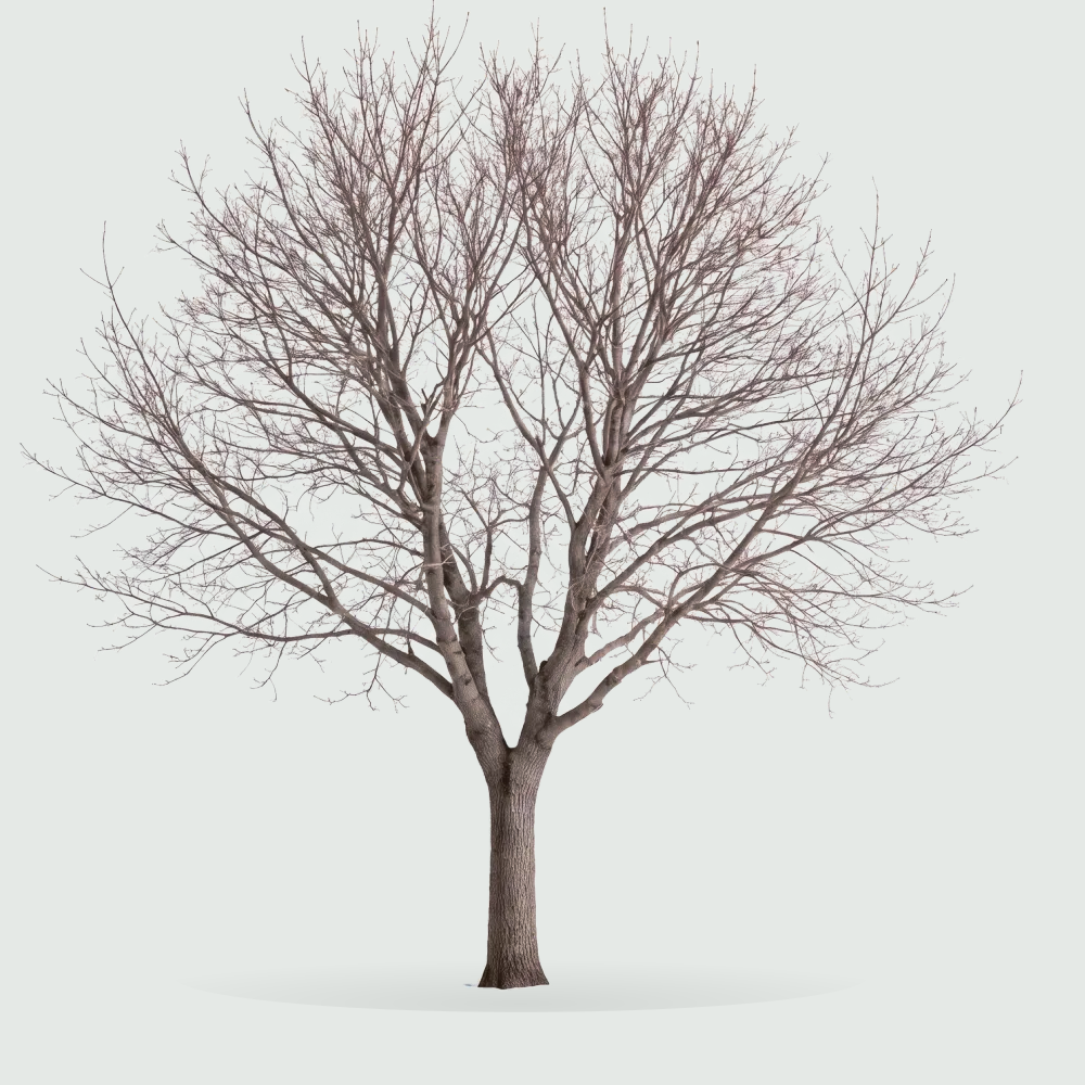 Tree #00534