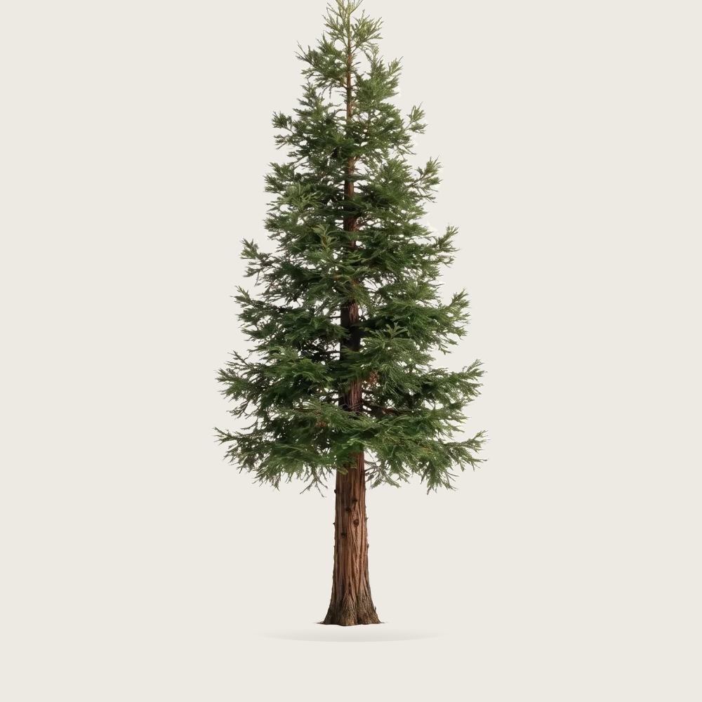 Tree #00535