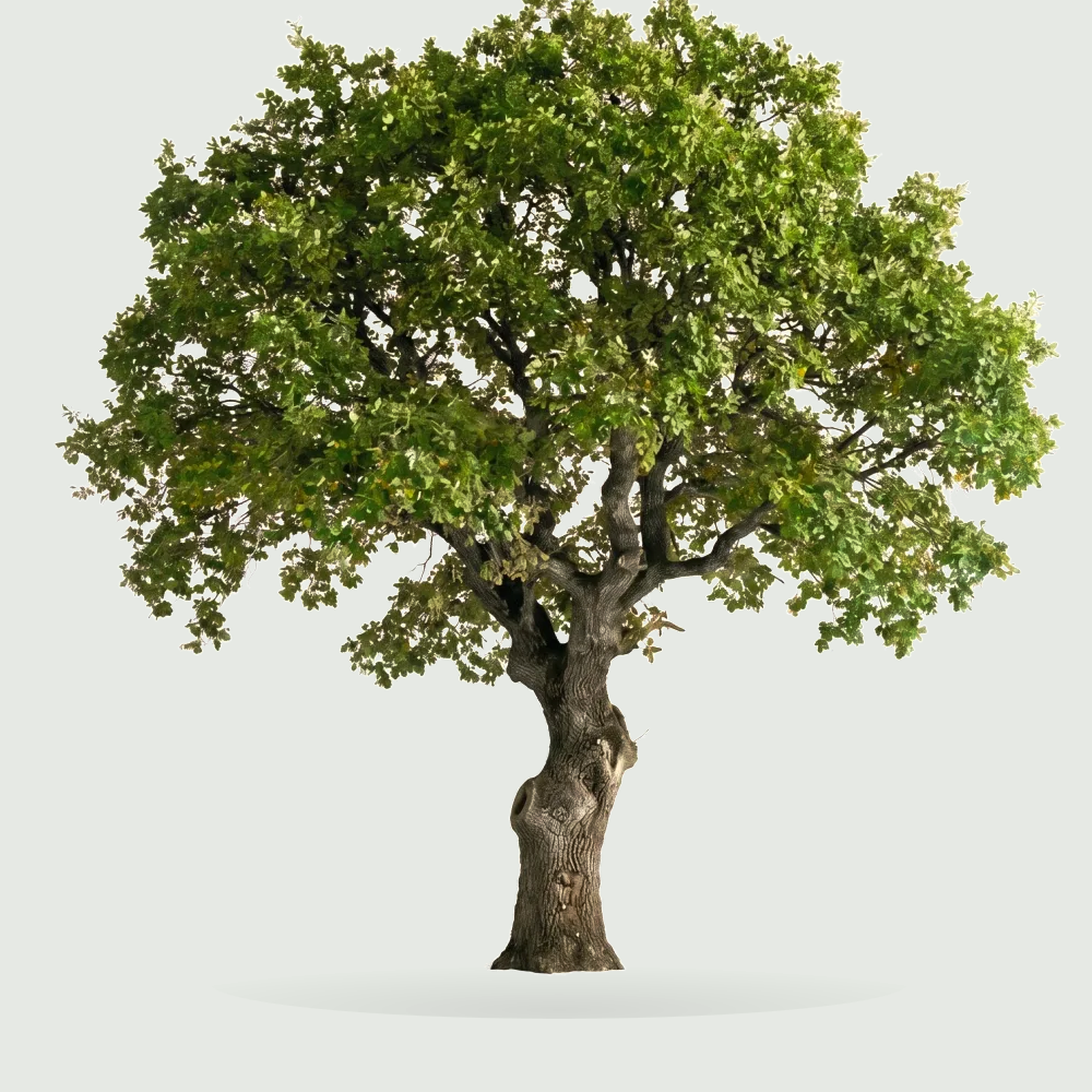 Tree #00536