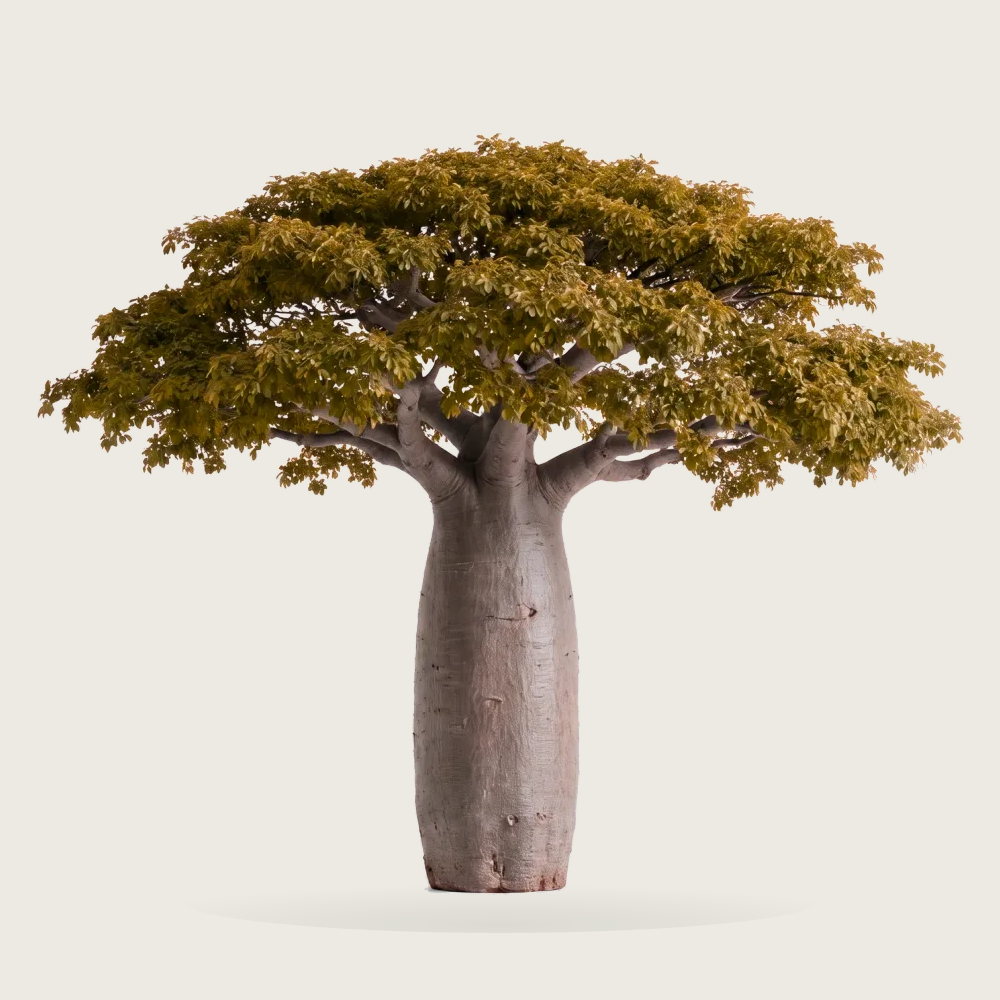 Tree #00538