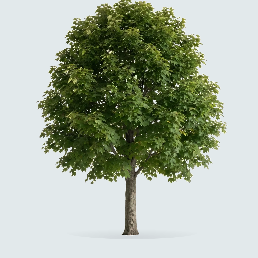 Tree #00055 — Maple