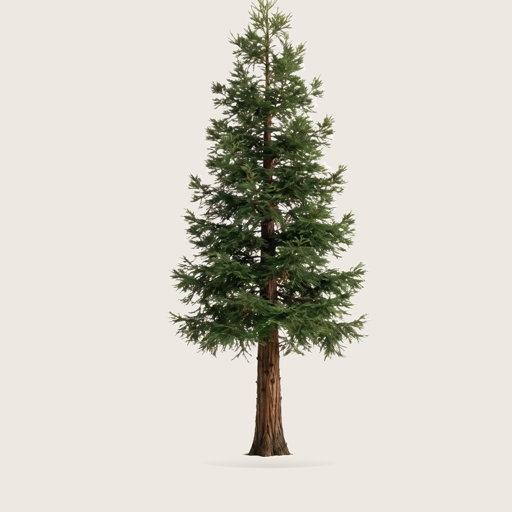 Tree #00541