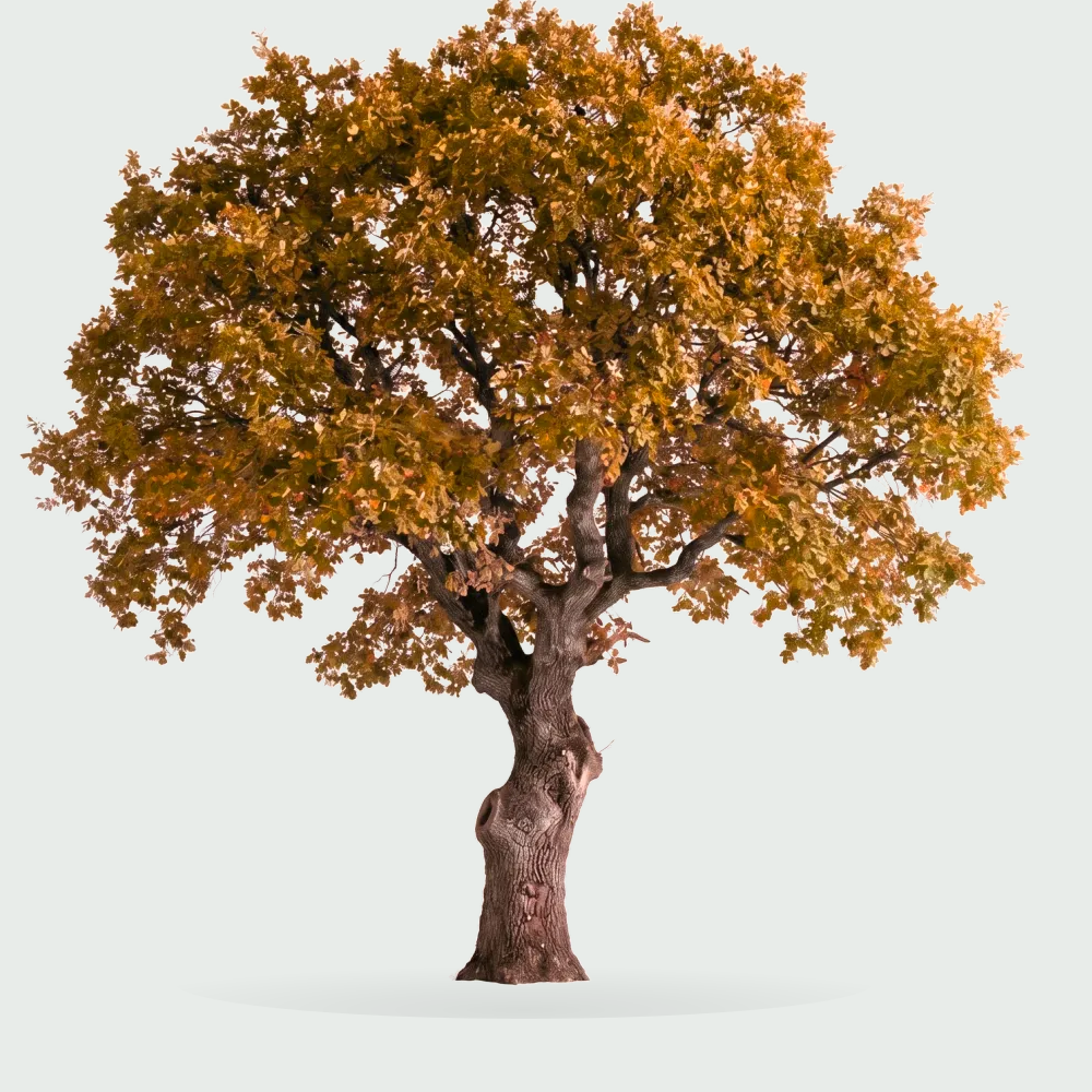 Tree #00542