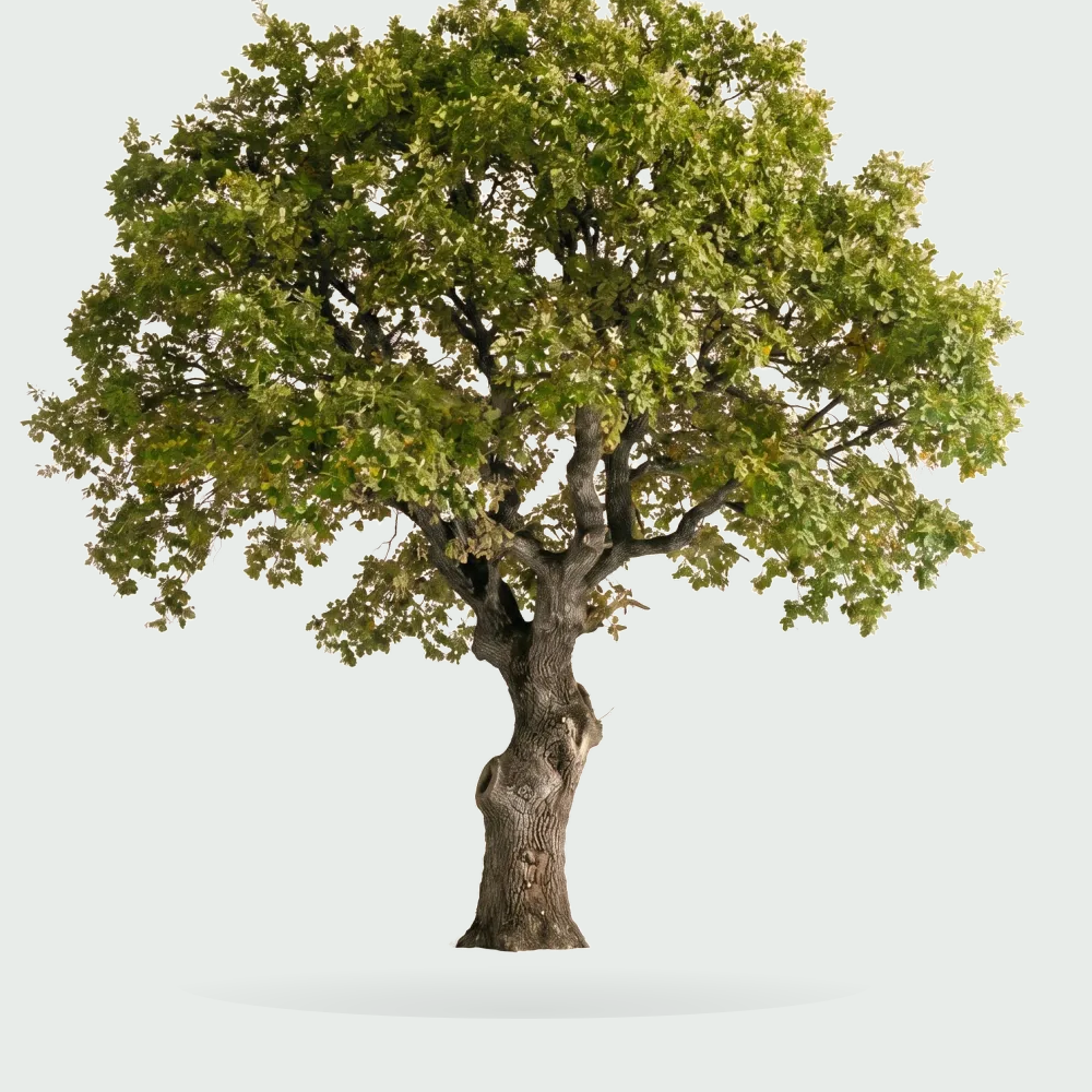 Tree #00543