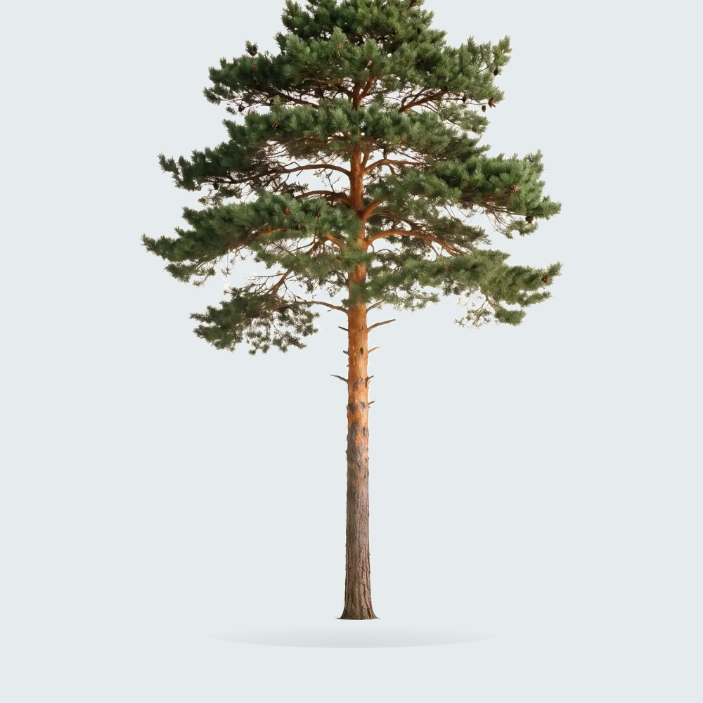 Tree #00545