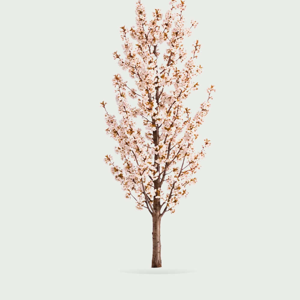 Tree #00547