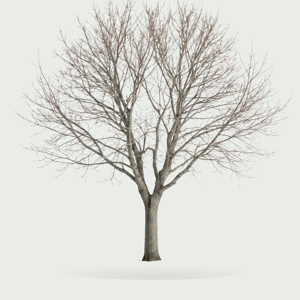 Tree #00550
