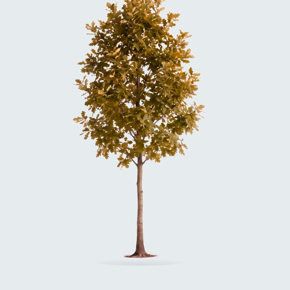 Tree #00056 — Oak