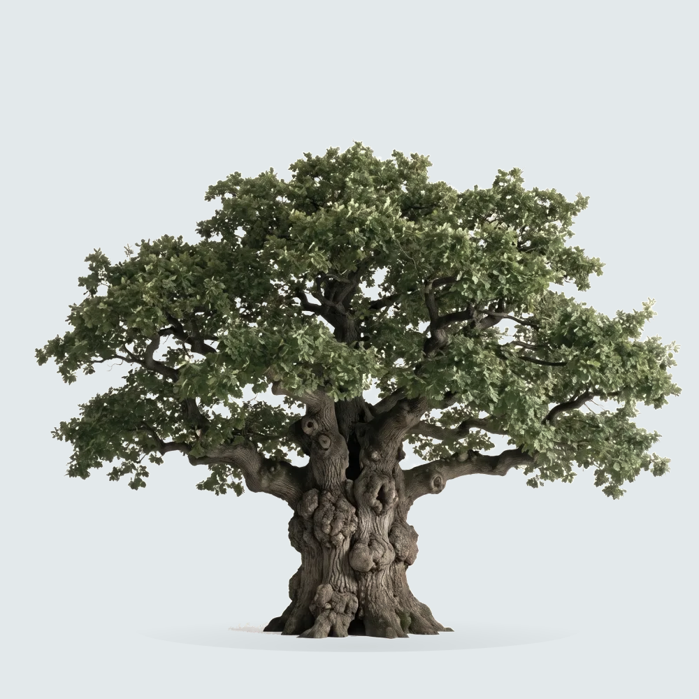 Tree #00551