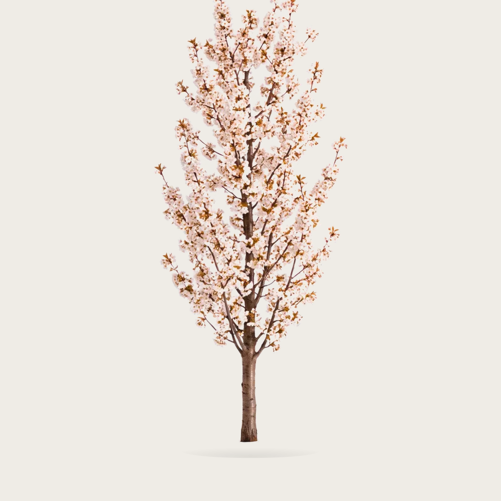 Tree #00552