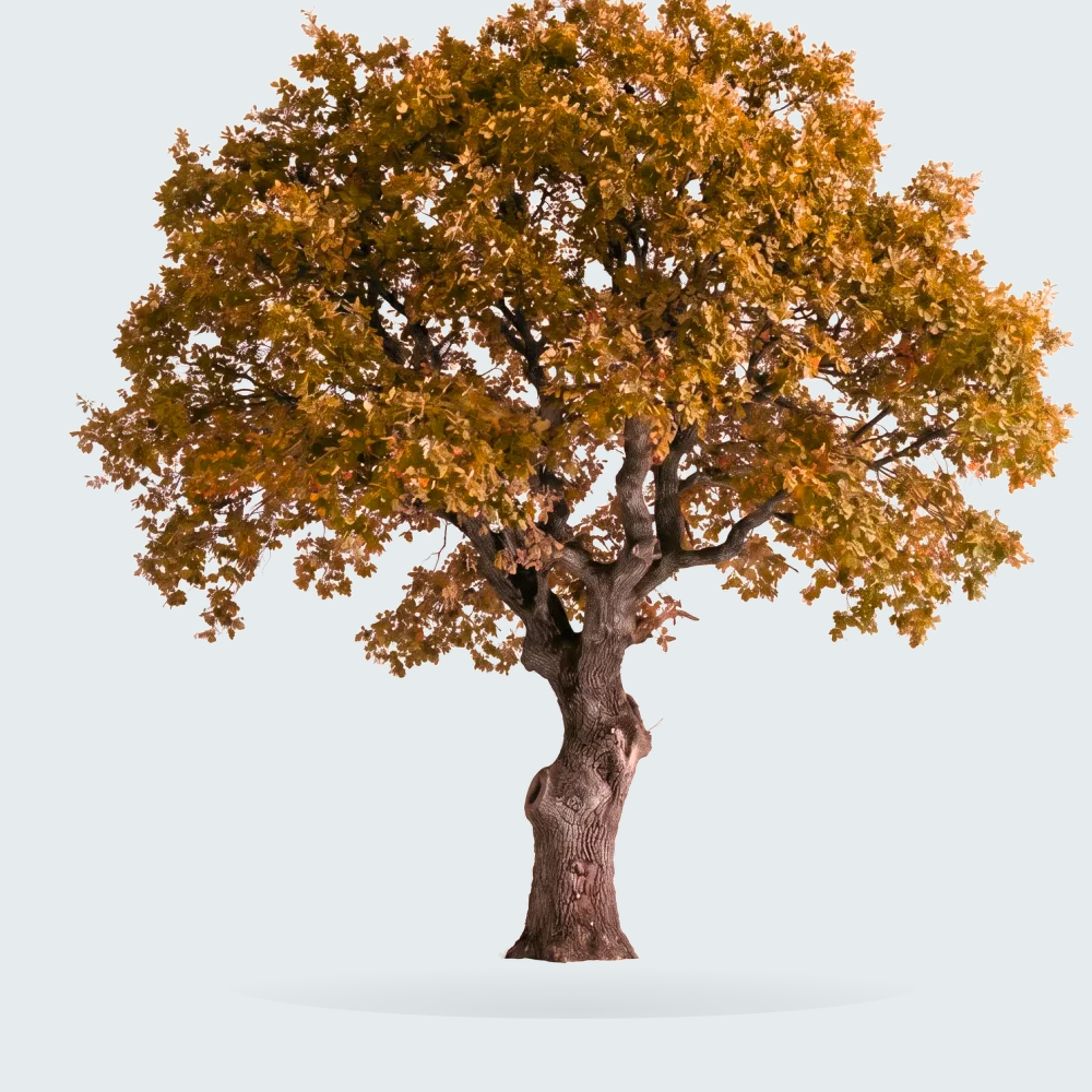 Tree #00553