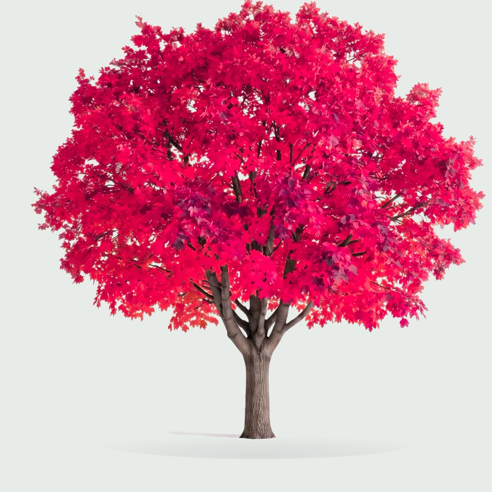 Tree #00555