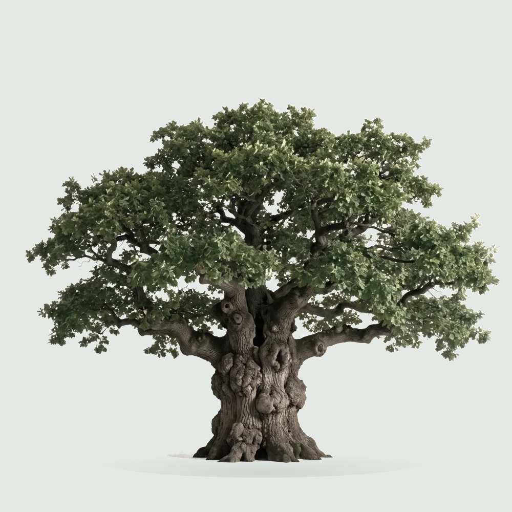 Tree #00556