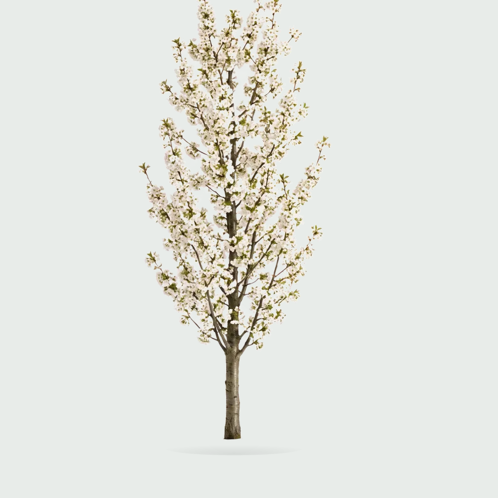 Tree #00559