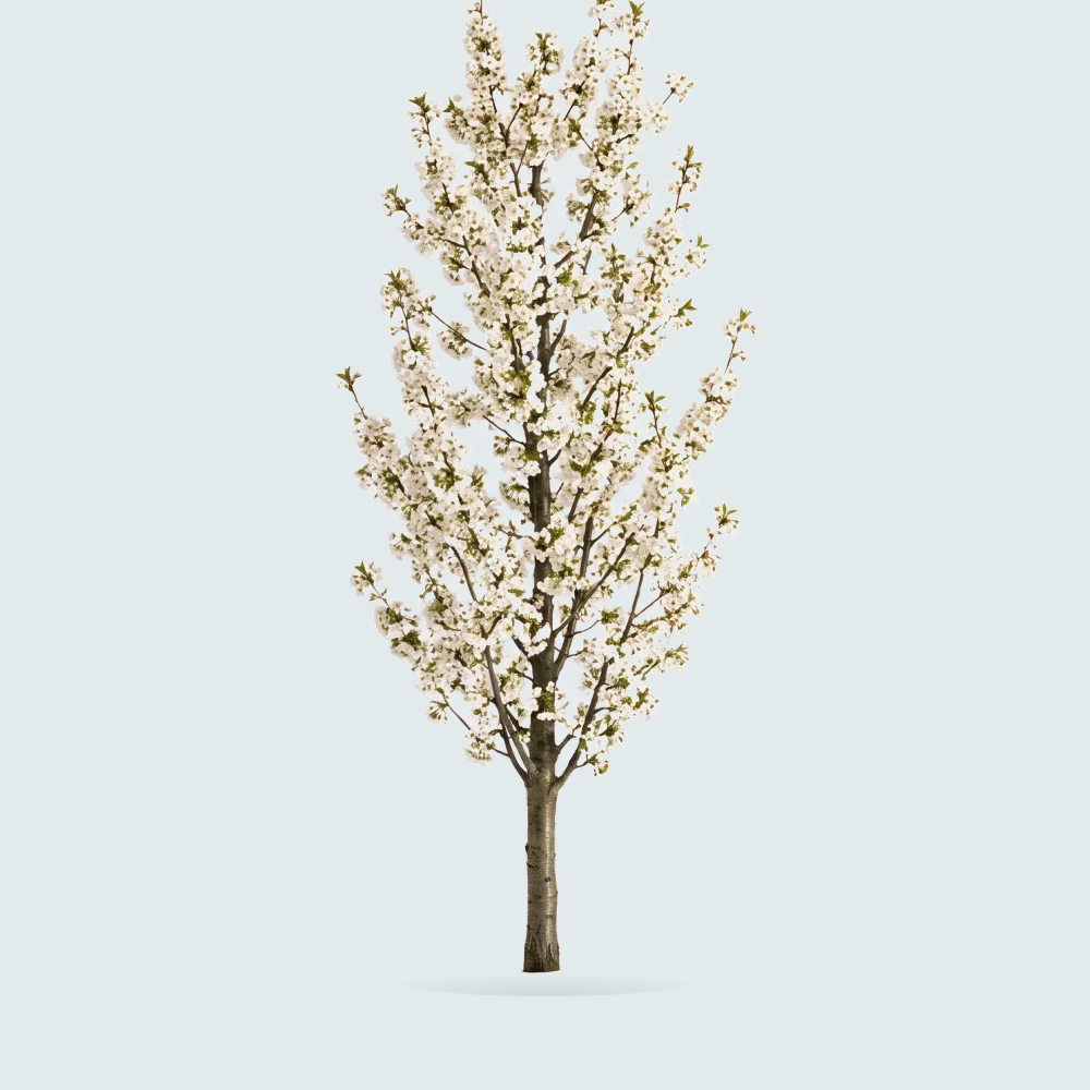 Tree #00560