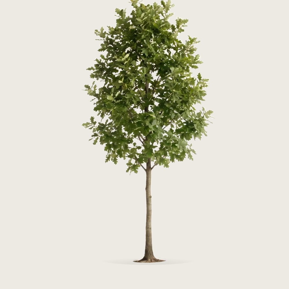 Tree #00057 — Oak