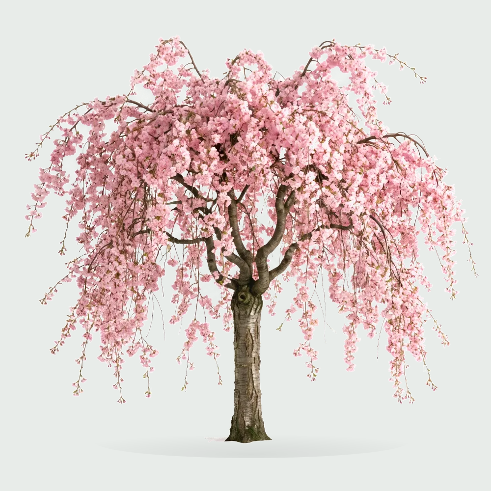Tree #00562