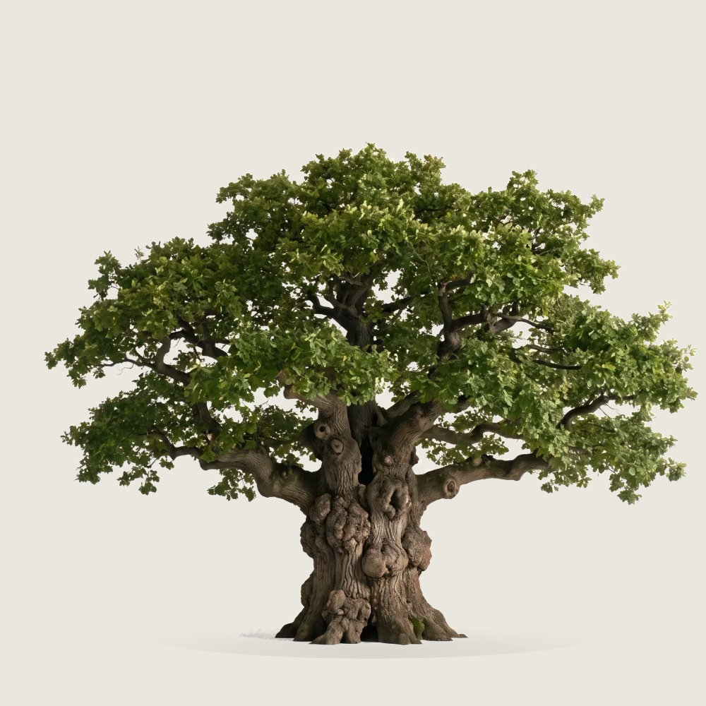 Tree #00563