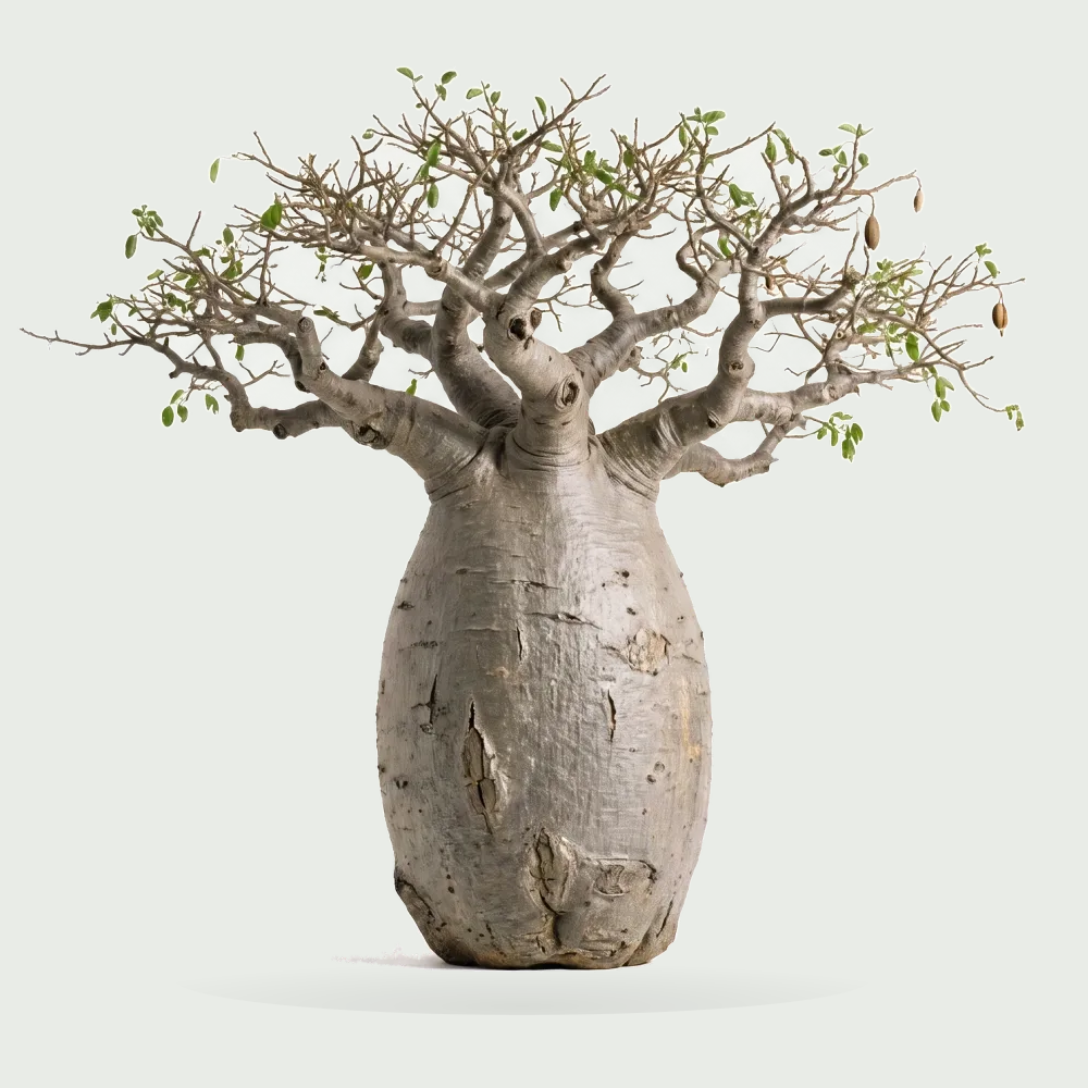 Tree #00564