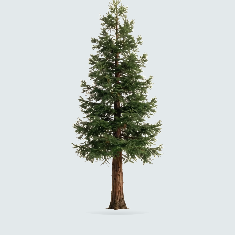 Tree #00566