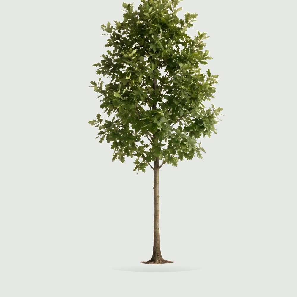 Tree #00569