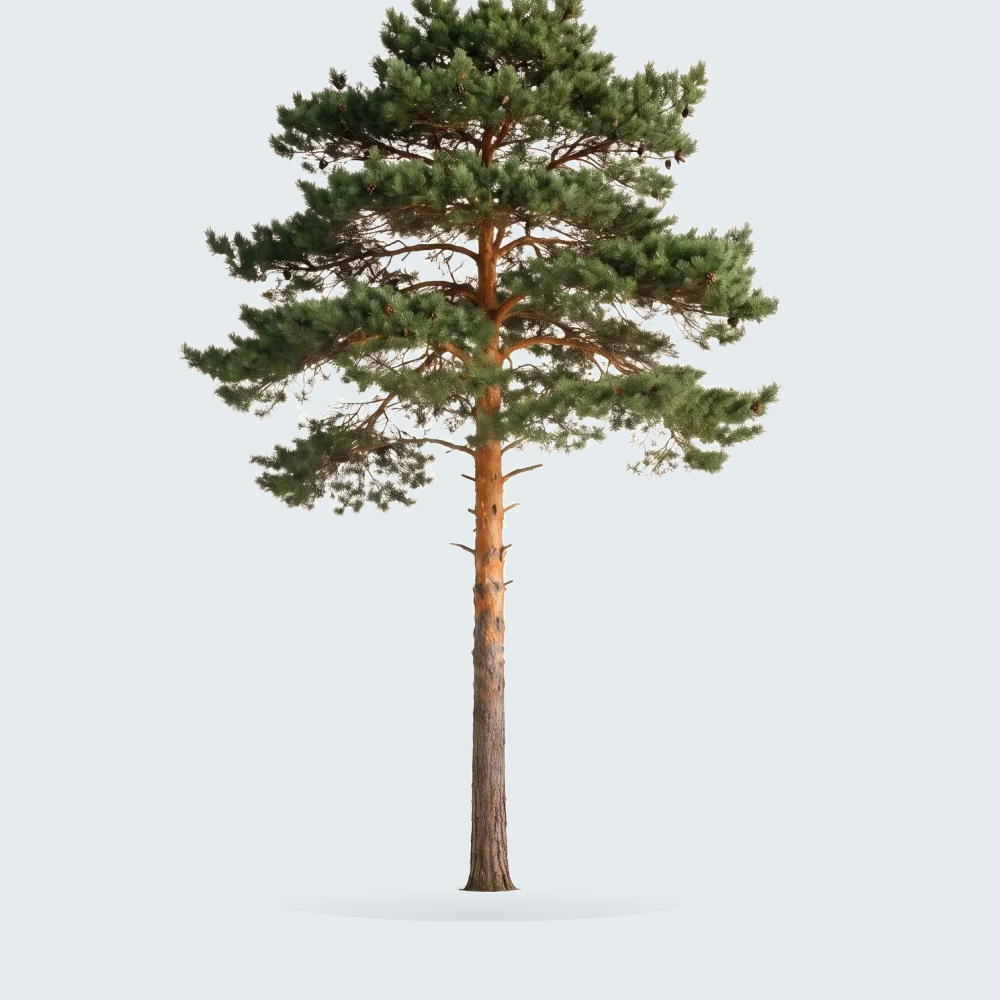 Tree #00570