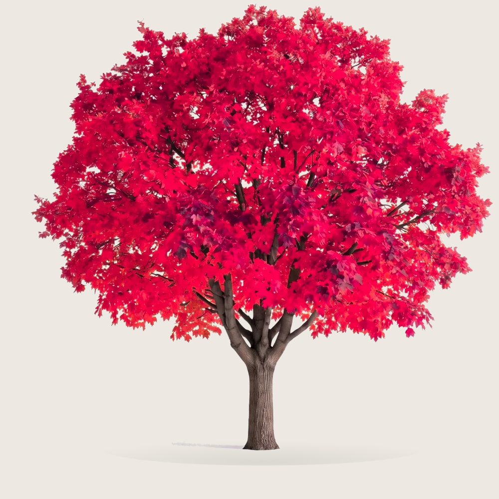 Tree #00058 — Maple