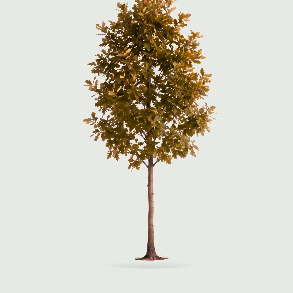 Tree #00572