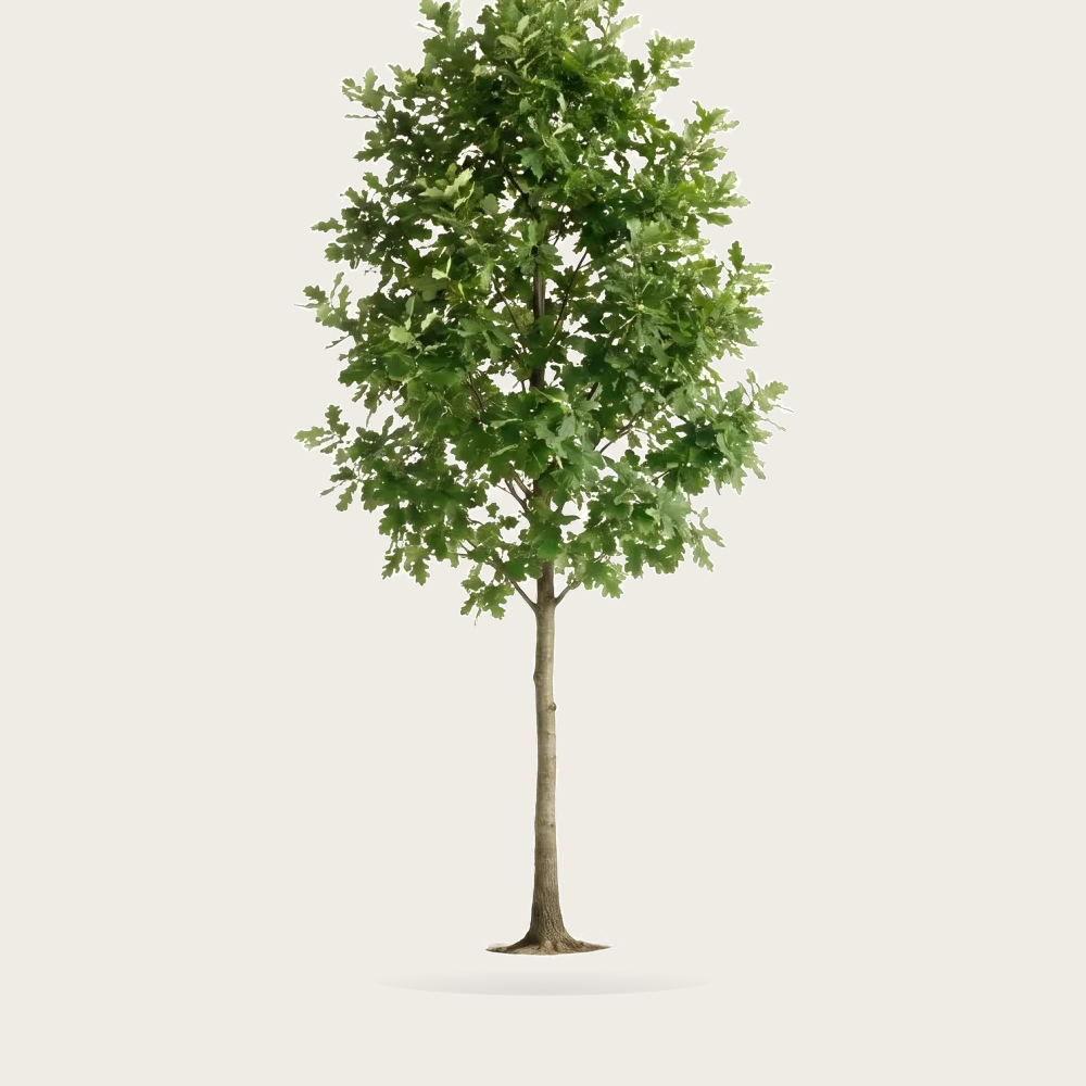 Tree #00573