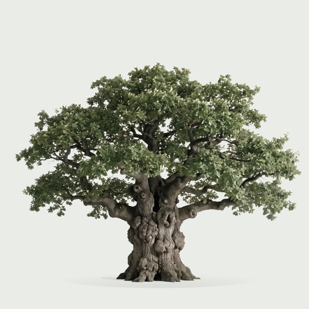 Tree #00575