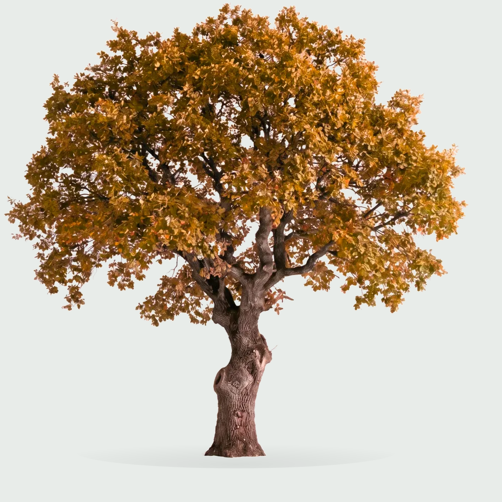 Tree #00576