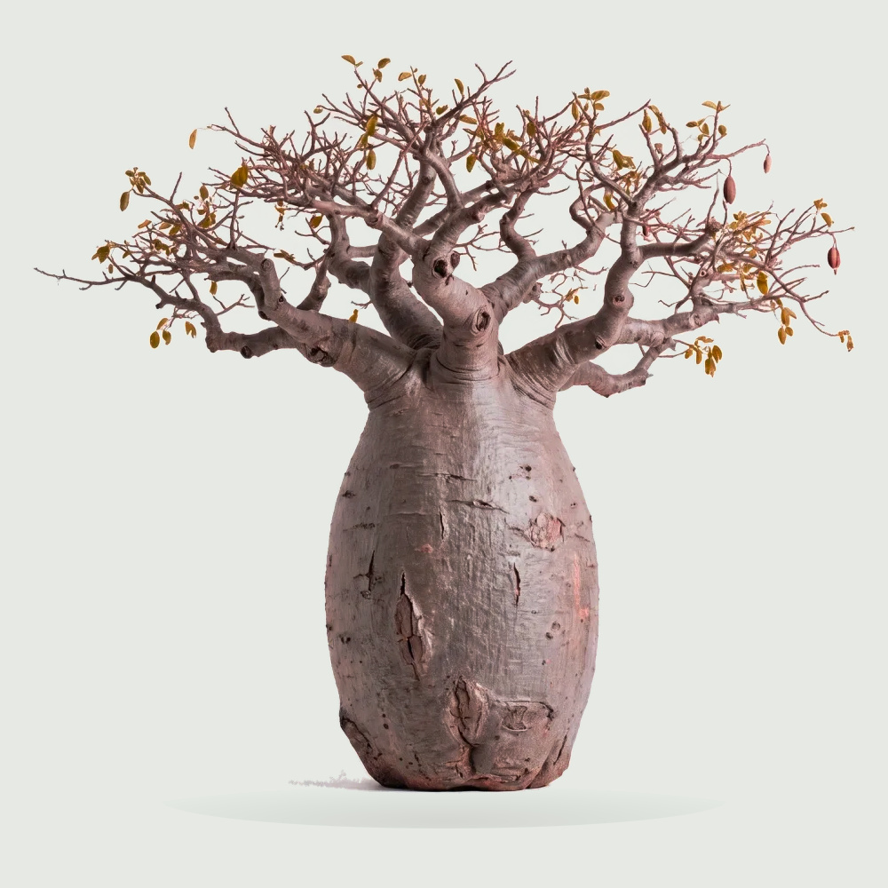 Tree #00578
