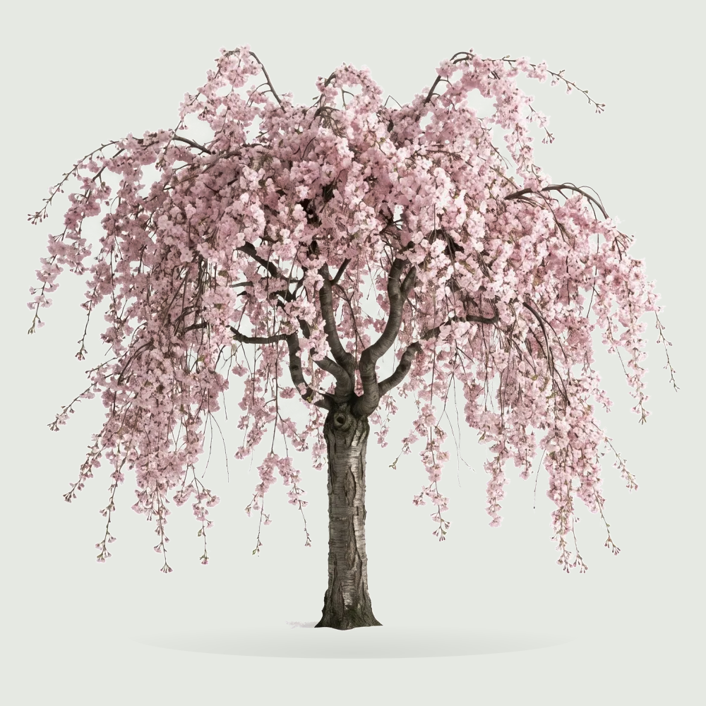 Tree #00579