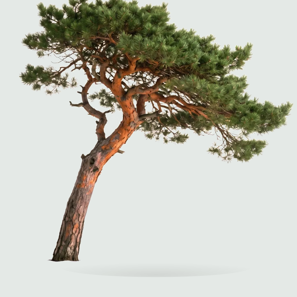 Tree #00059 — Pine