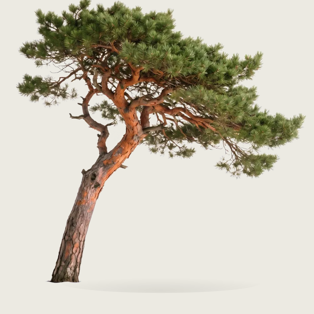 Tree #00582