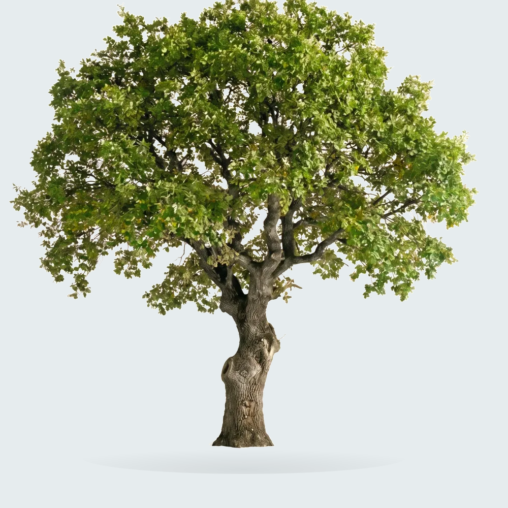 Tree #00585