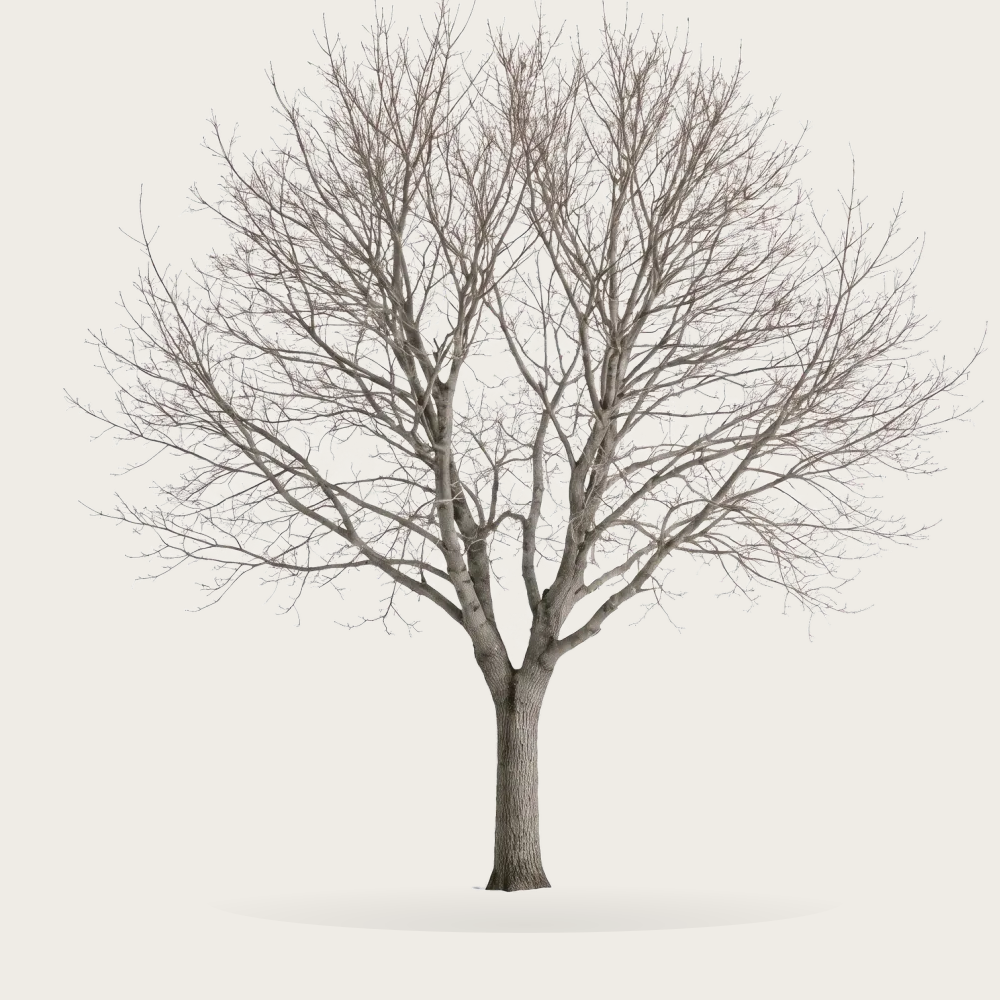 Tree #00587