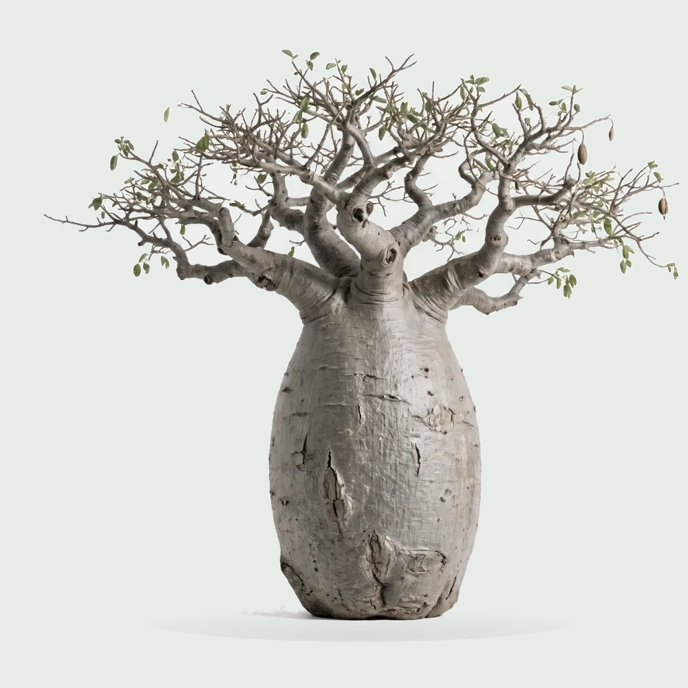 Tree #00589