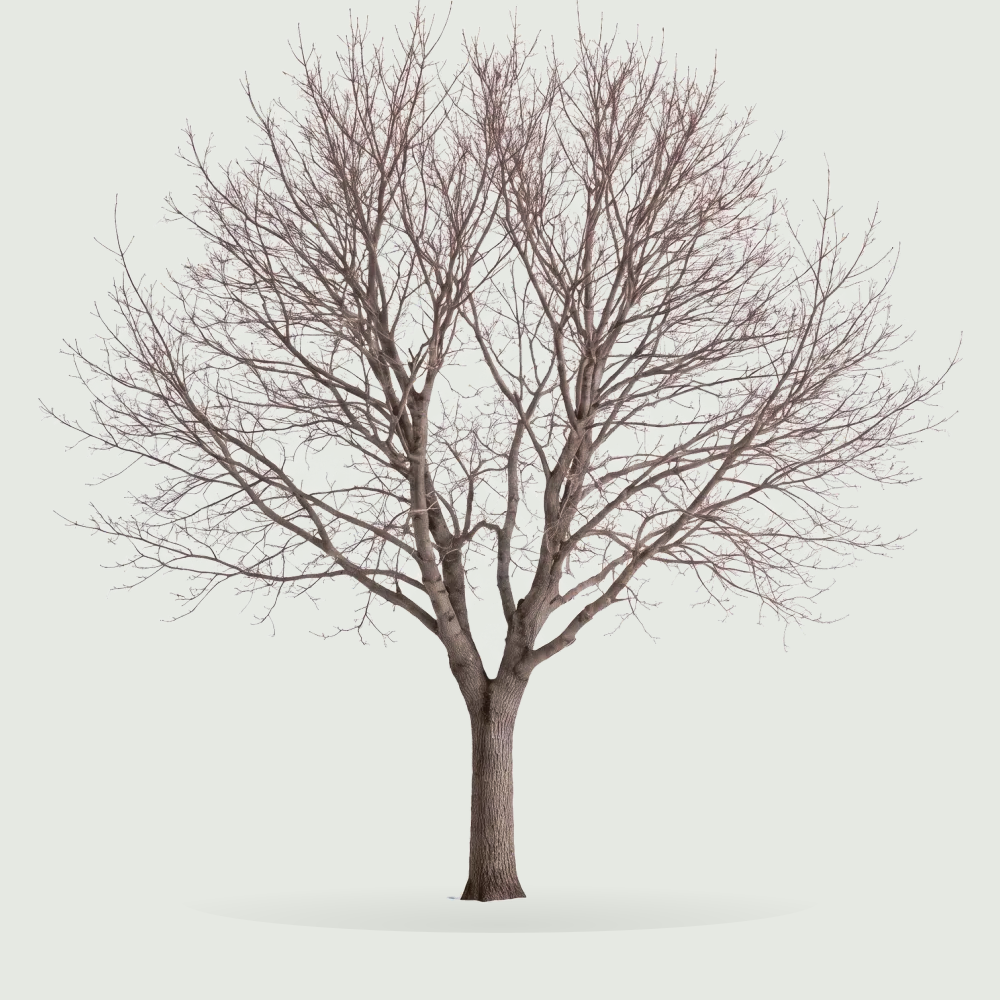 Tree #00060 — Maple