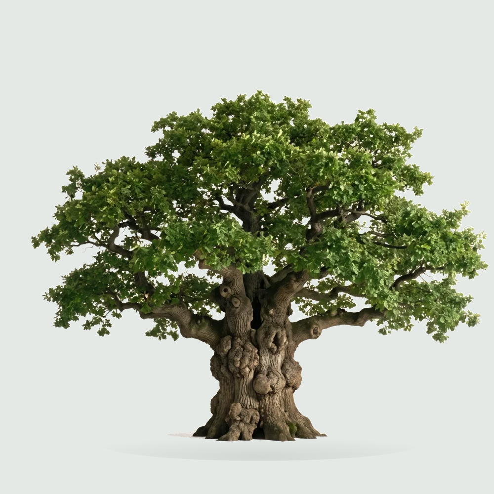 Tree #00593
