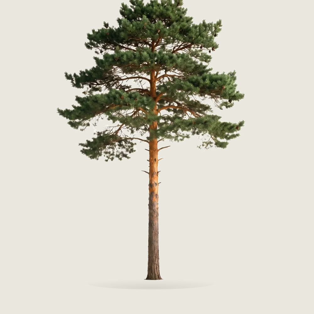 Tree #00596