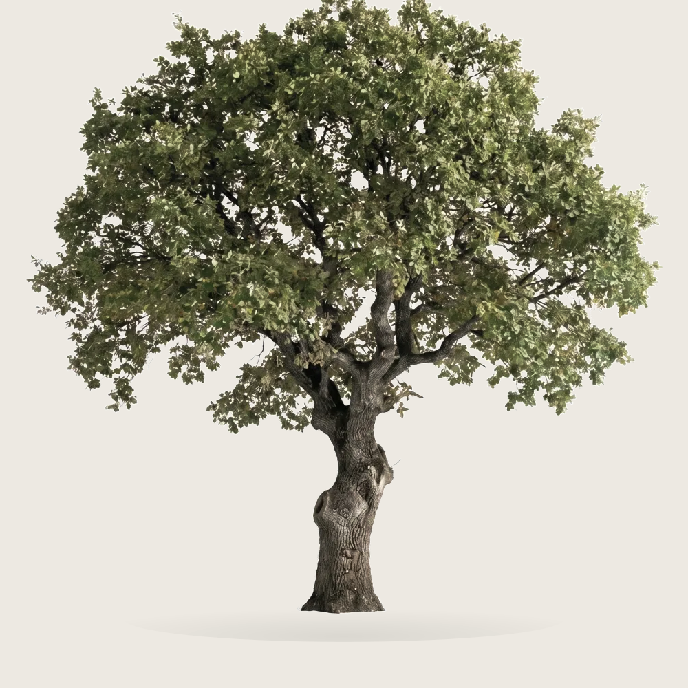 Tree #00600