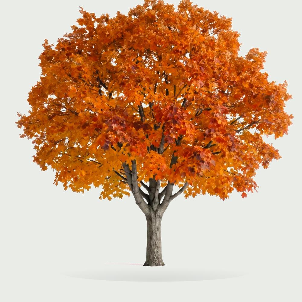 Tree #00601