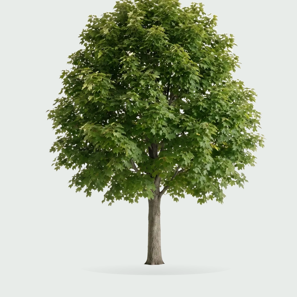 Tree #00603