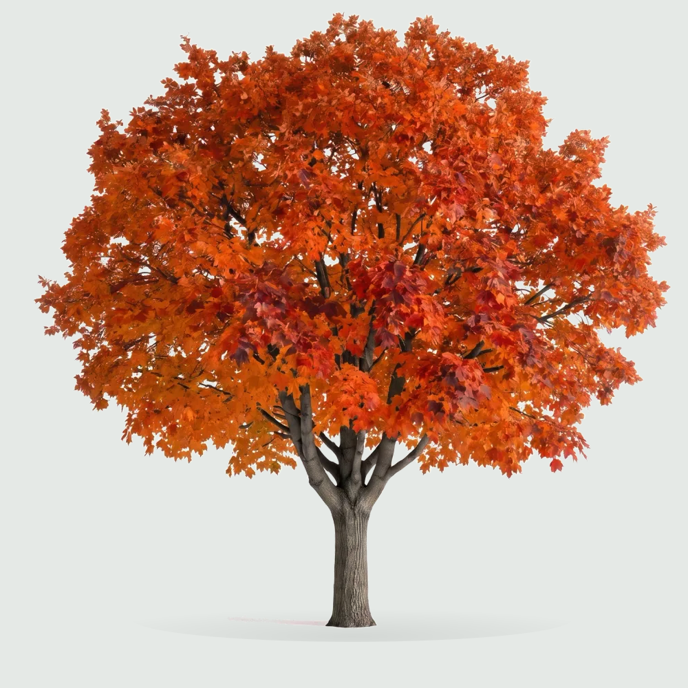 Tree #00610