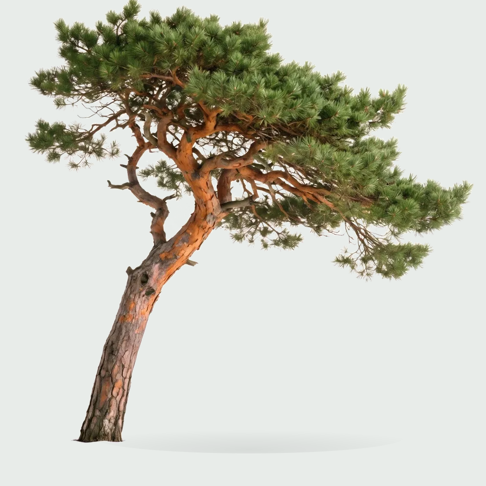 Tree #00621